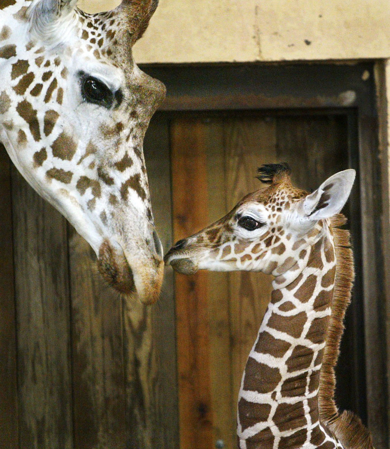 zoo babies